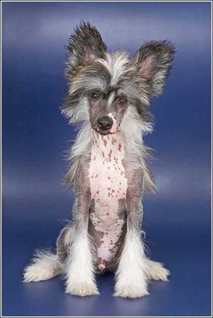 Dream Spase Hugo Hanter Fantastik Kashmir