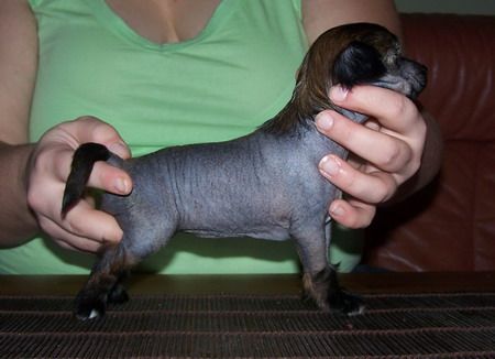 Amelion's Isadora Duncan