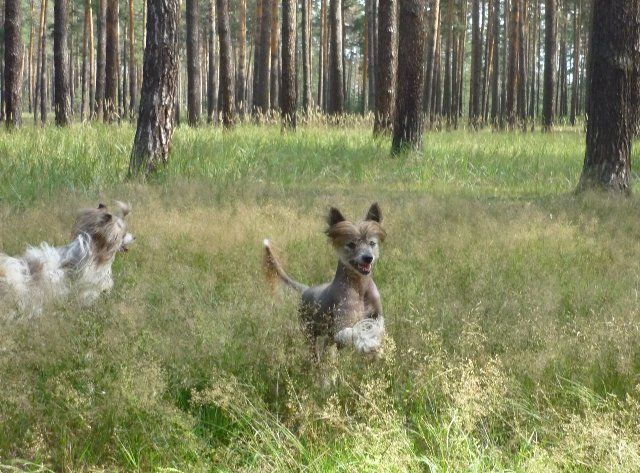 Dobrynya Nikitich ot Volnogo Psa
