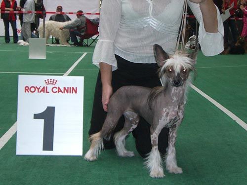 Volshebnaja Loshadka Nefertiti