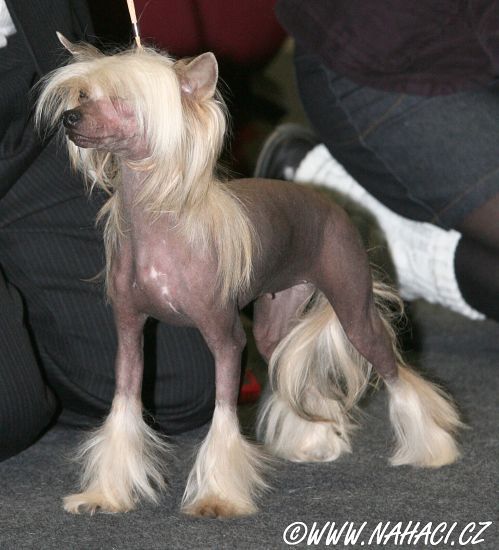 Hrizantema iz Sozvezdia Psov