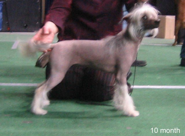 Vernisazh Mari Furora