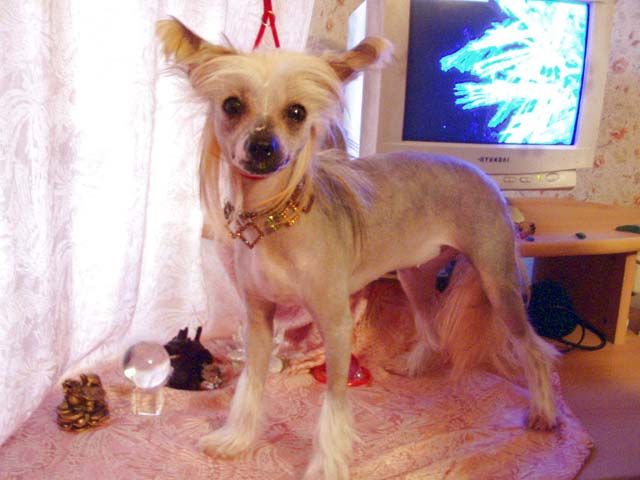 Irgen Gold Greta Garbo dla Tushinskogo Doma