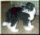 Brilliant Black s Tushinskogo Doma