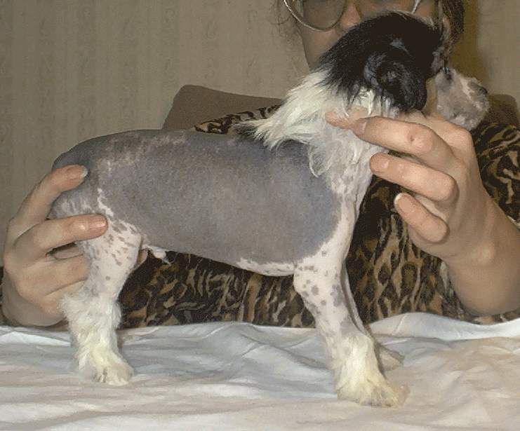 Gringo s Tushinskogo Doma