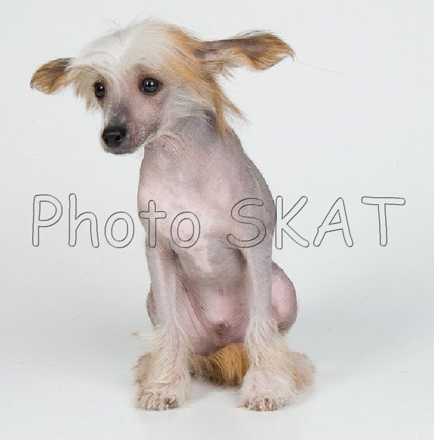 Diamand Red s Tushinskogo Doma