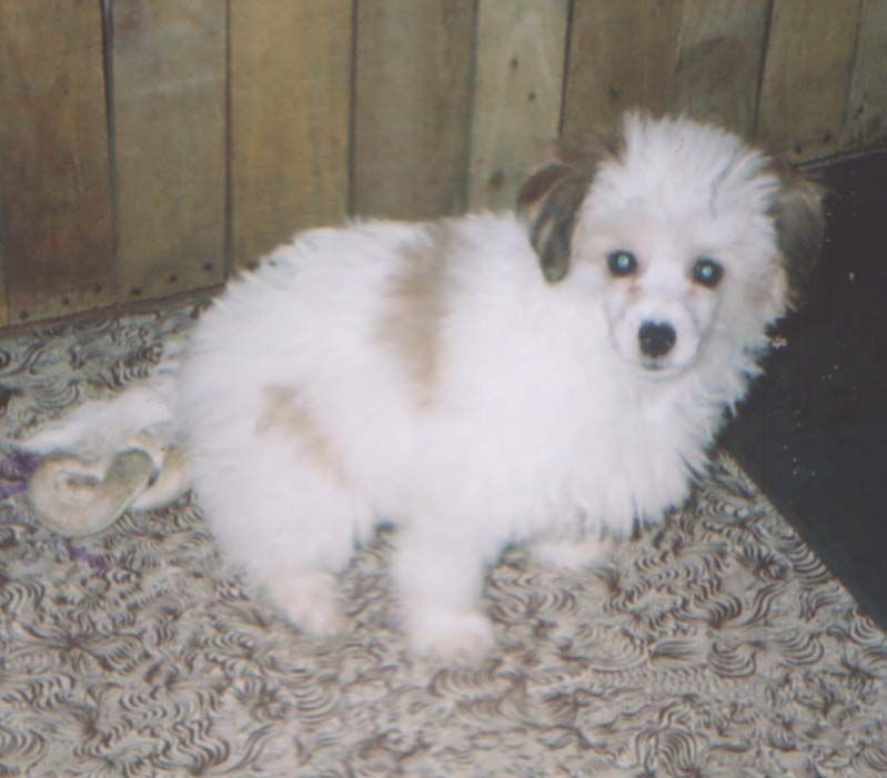 Dream Wait s Tushinskogo Doma