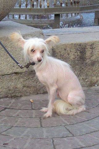 Evangelista s Tushinskogo Doma