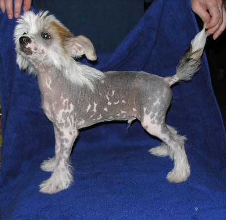 Zhemchuzhnyj Princ s Tushinskogo Doma