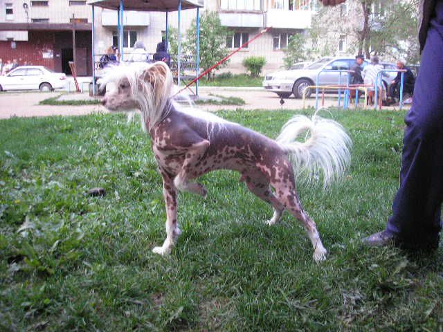 Zharkij Poceluj s Tushinskogo Doma