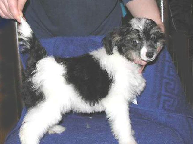 Zvezda Udachi s Tushinskogo Doma