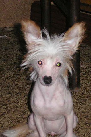 Zolotaya Rybka s Tushinskogo Doma