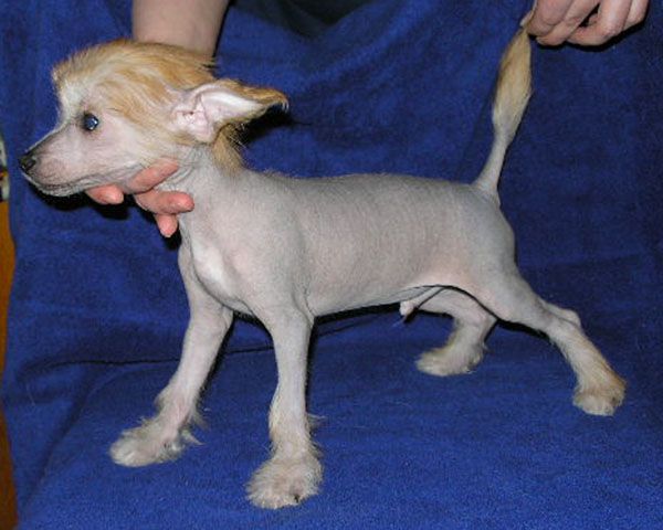 Imidzh Pljus s Tushinskogo Doma