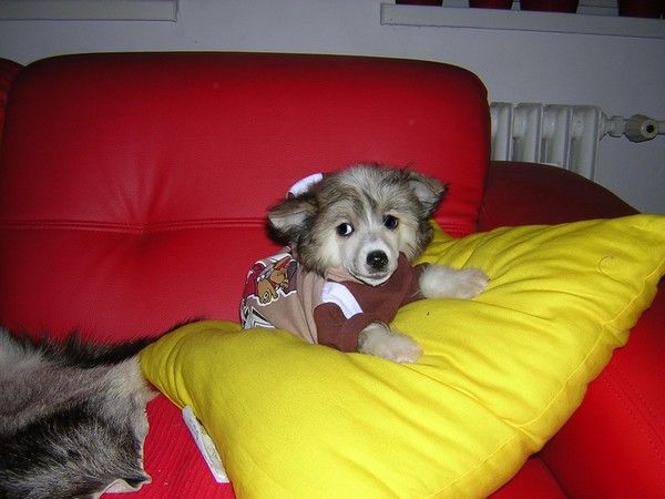 Falco Fantasy Eve-Bler