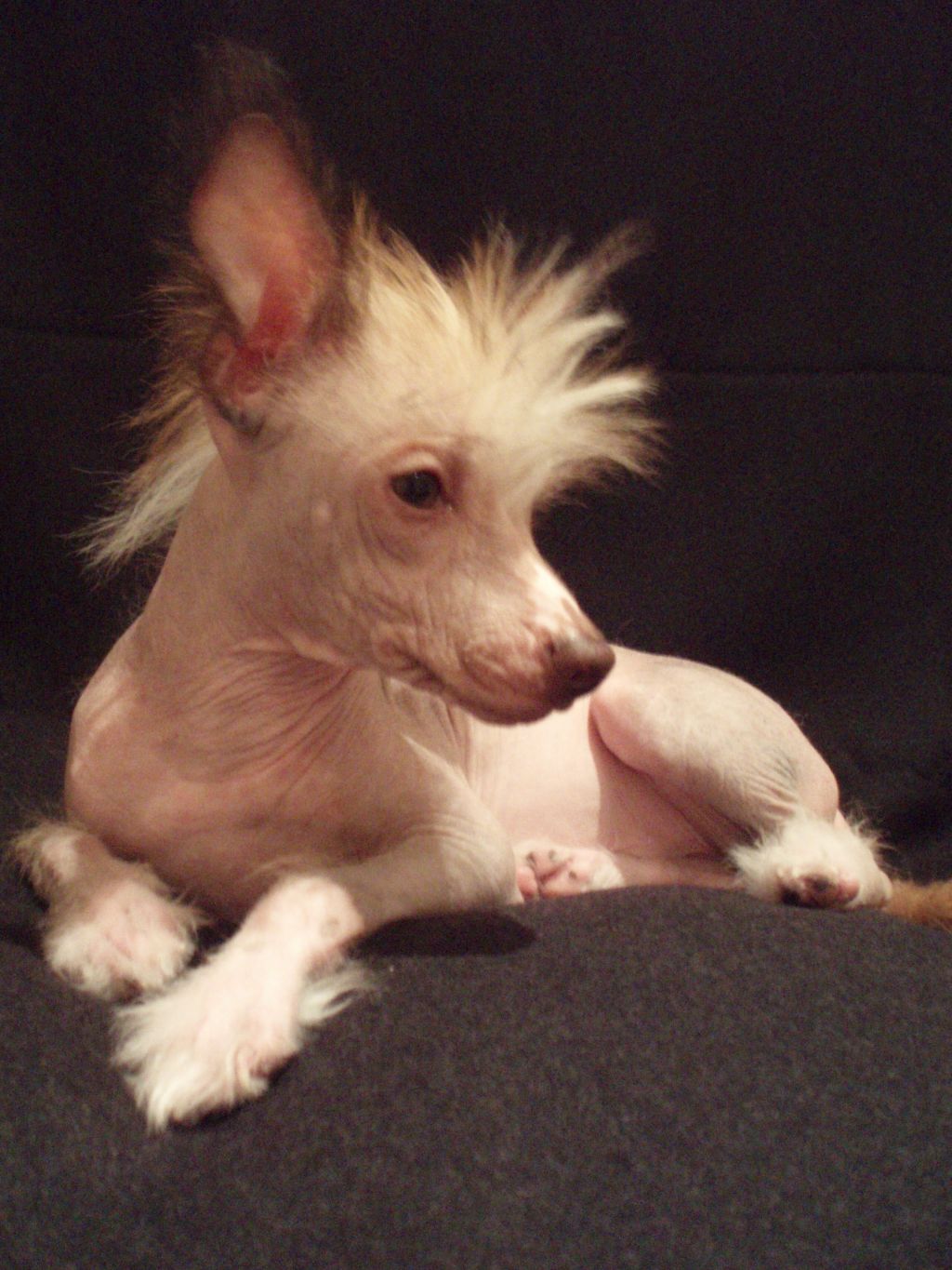 Friedrich Fido Eve-Bler