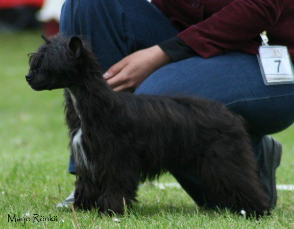 Lionheart Krazy In Love