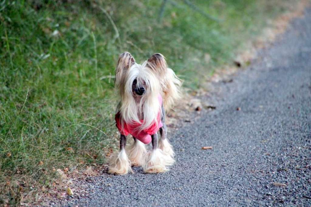 Bisou du Domaine du Président