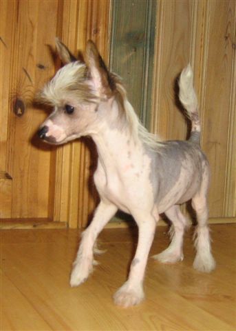 Hibacka's Joyful Bast