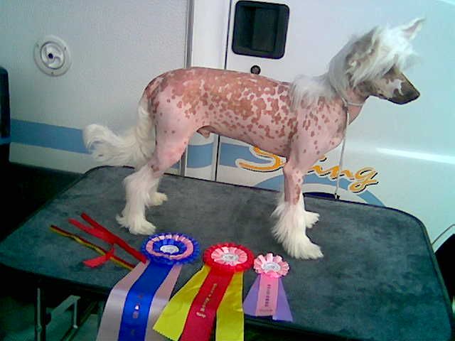 Sagaskotts Chip & Dale