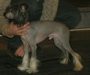 Sapfir iz Tsarskogo Sela Antey