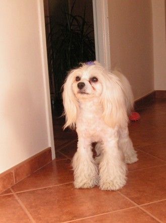 Brandon Black Dragon