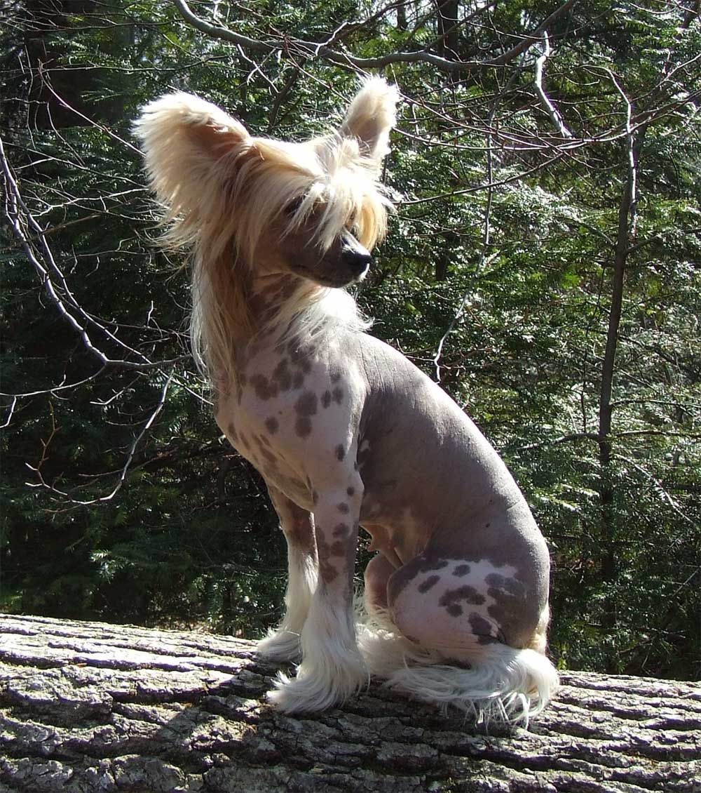 Bravery Black Dragon