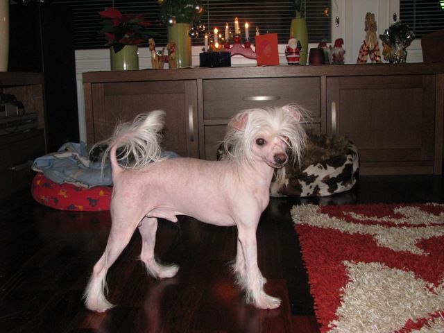 Tirlittan Cojak The Boss