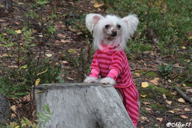 Tirlittan Chia Whitelady