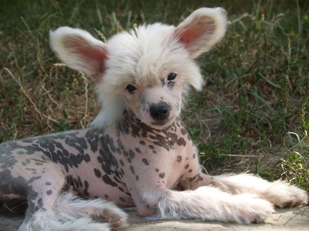 Amberry Divoký tymián