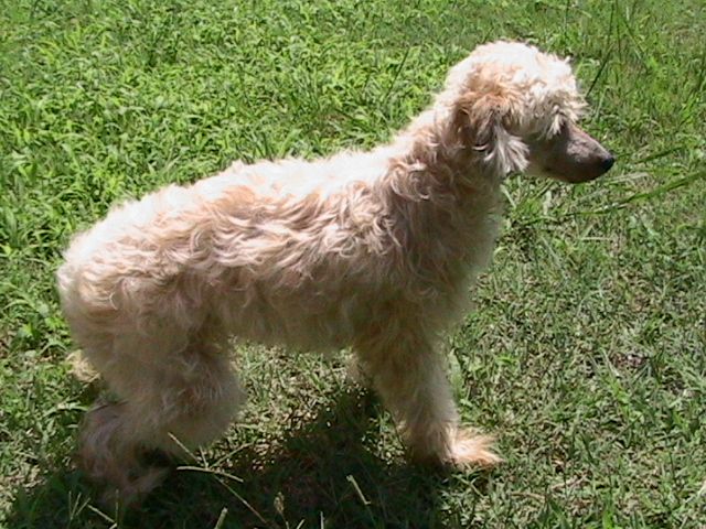 Ozark Cavern's Saramyc Saffron