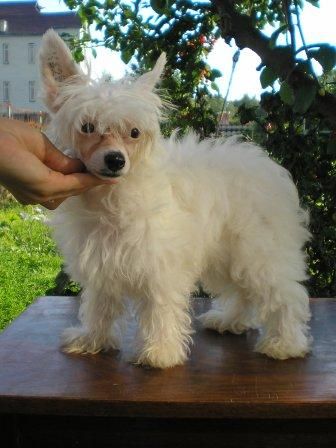 Charming White Angel Lunar Sonata