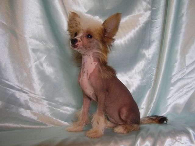 Hilari Gold Lunar Sonata