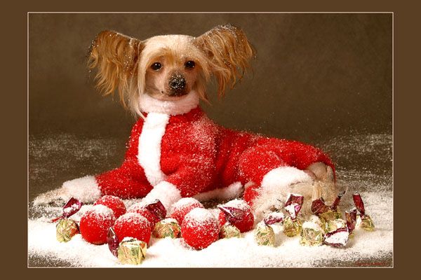 British Glori Little Lerrikin