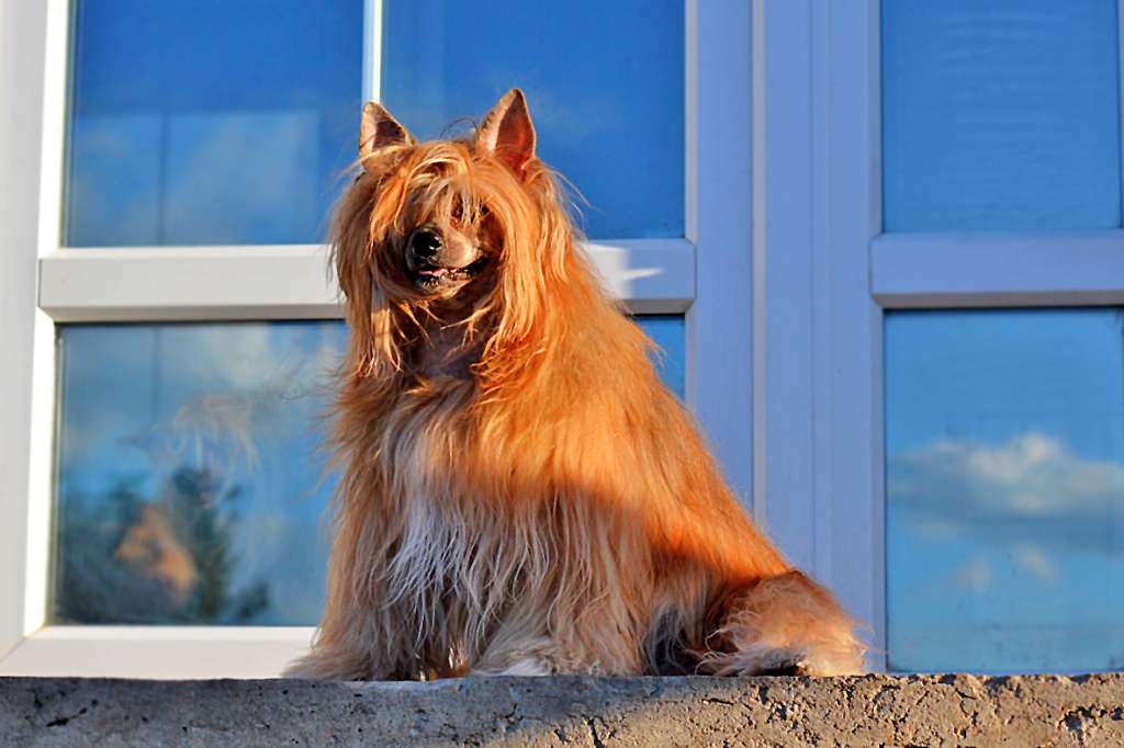 Devitsa Krasavitsa ot Volnogo Psa