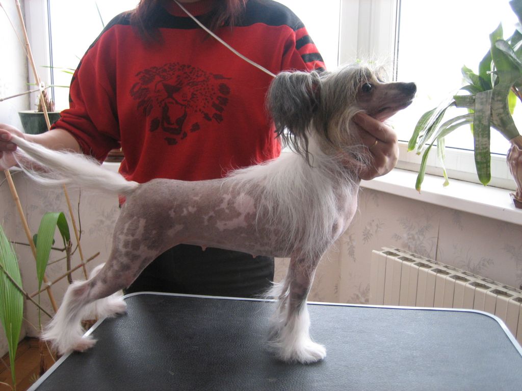 Madzhestic Bebi Iz Pokoleniya Zviezd