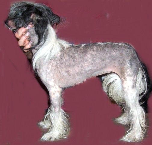 Burroaks Chyng Chyng A Lyng