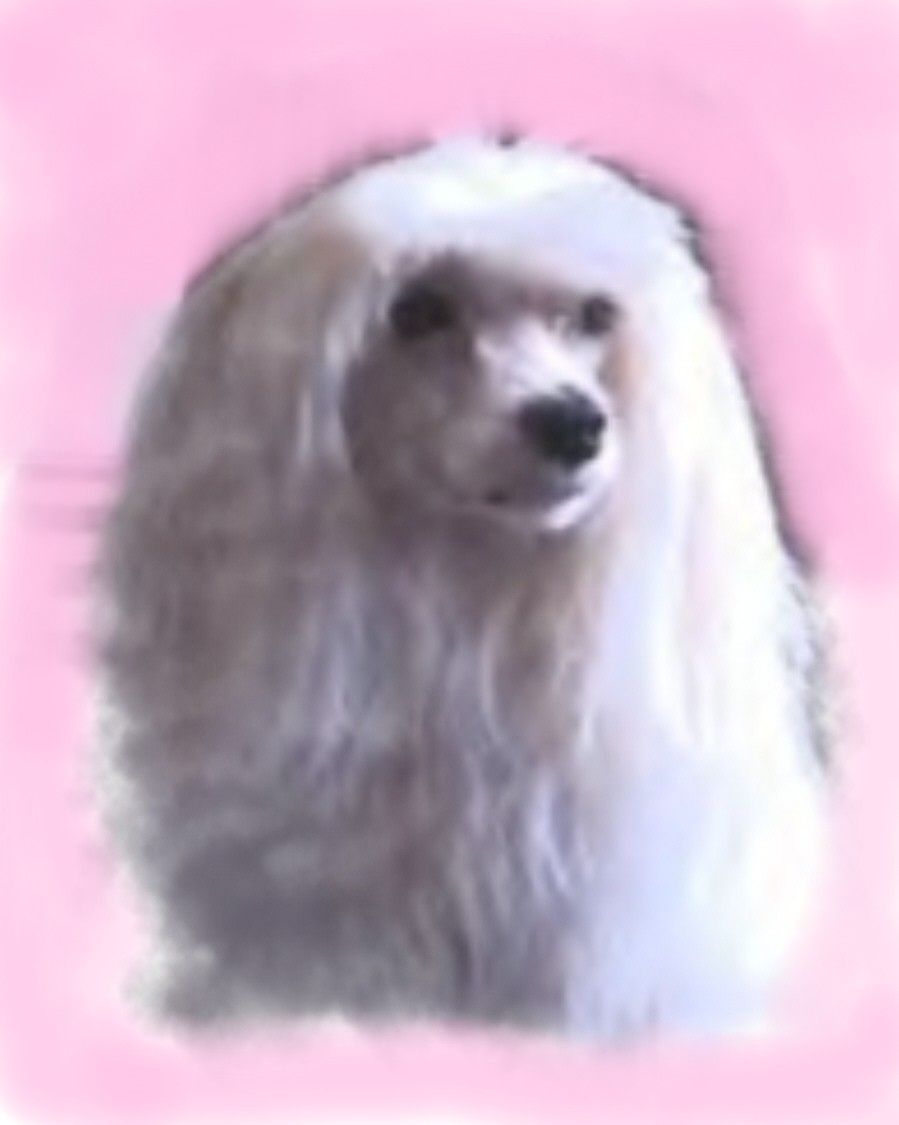 Cr's I'm A Little Devil