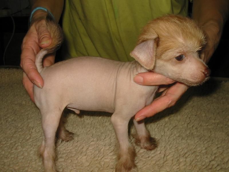 Percy Stuart of Stonefield