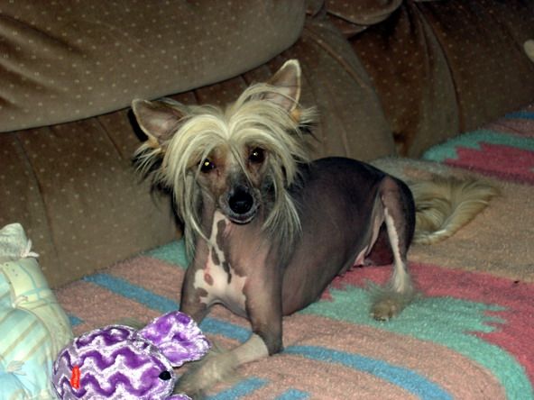 Hairicane Reba Daretobebare