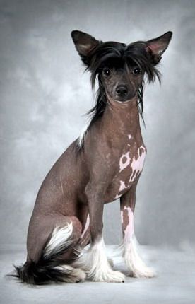 Hairicane Magic Daretobebare