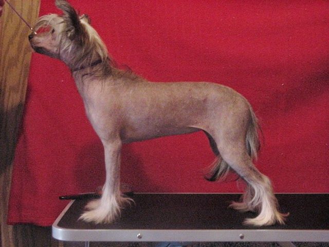 Dizzy Dollies Cleopatra Exotic- Lesmars