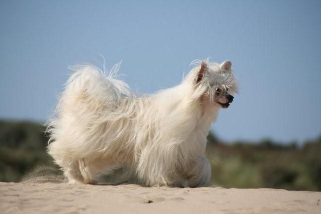 Taijan Dreamer Locomotion