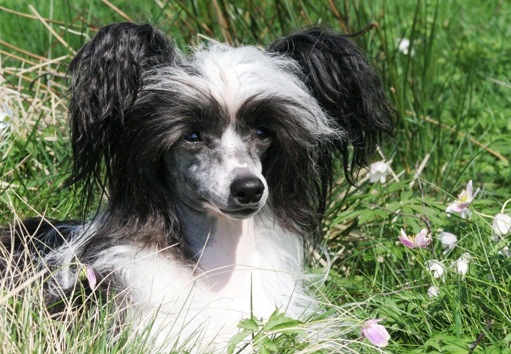 Just Like Black Satin von Shinbashi