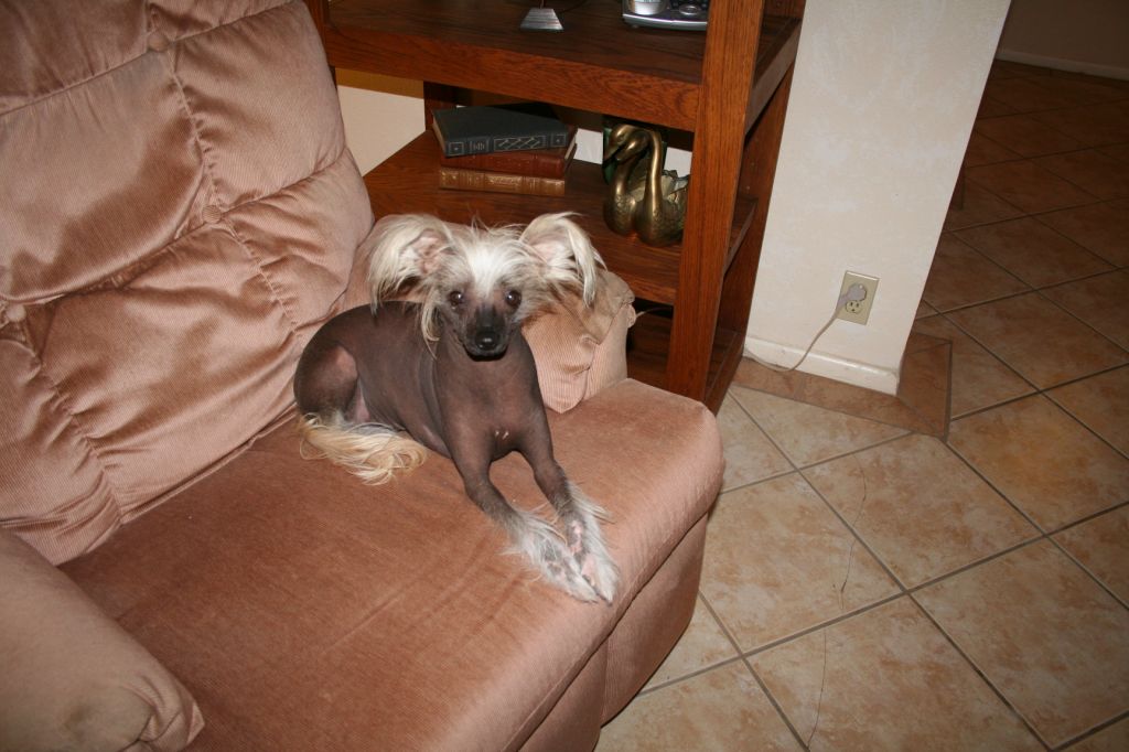 Agrape's Wild Feathers