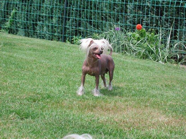 Chelsea Island Shangri-La