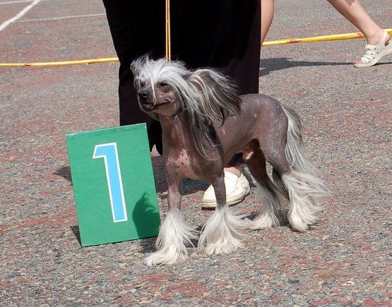 Tamerlan Beshtau Yavniy Pobeditel