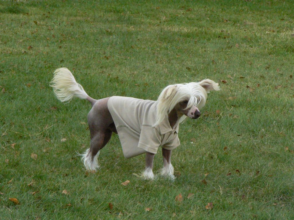 Doucai 's Heir Supurb