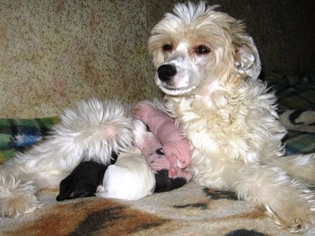 Rus Lorens Zlata Queen Dominika