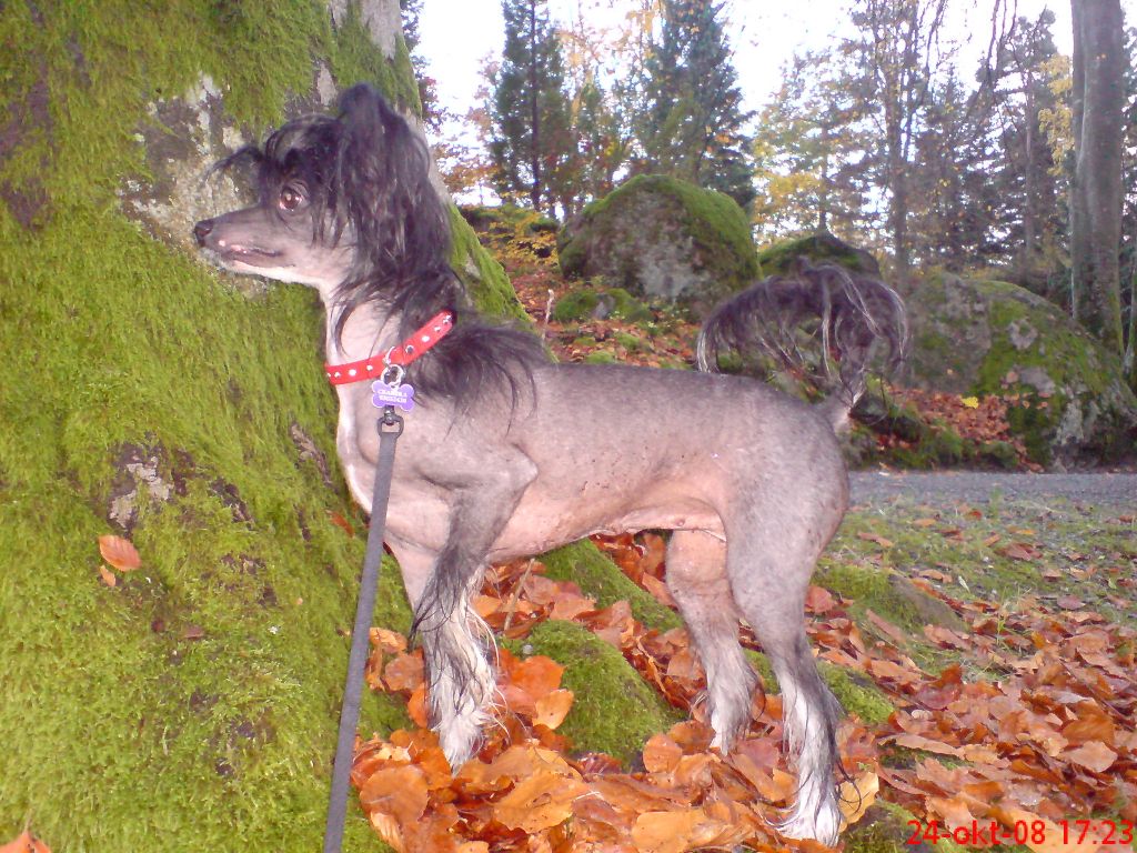 Casa Del Caboom's Chandra