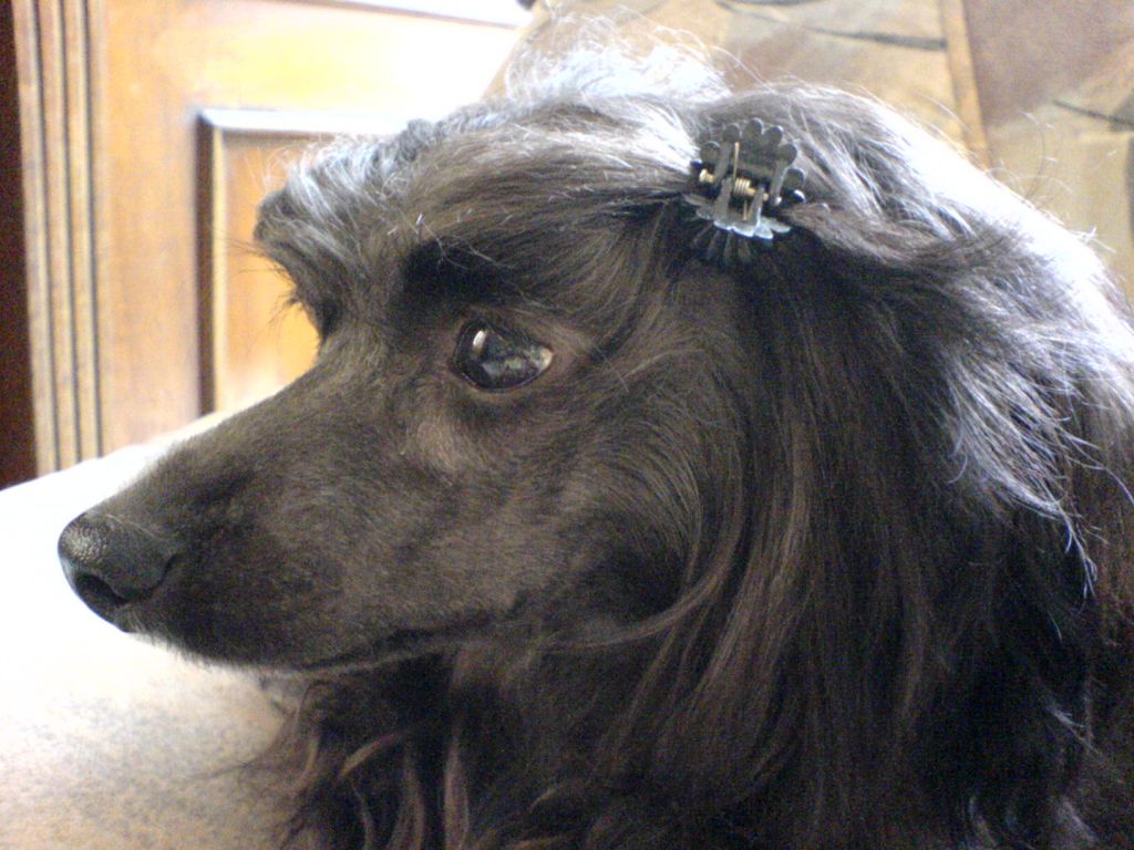 Jonatan Kalis z Treste